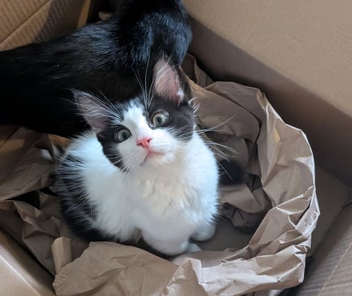 OREO - Domestic Short Hair available for adoption