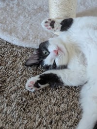 Oreo - Photo 3