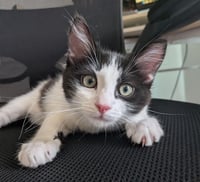 Oreo - Photo 1