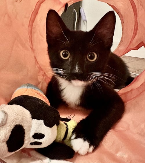PRUDENCE - Domestic Short Hair available for adoption