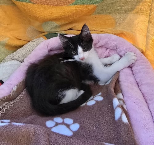 ZZ EUNICE - Domestic Medium Hair available for adoption