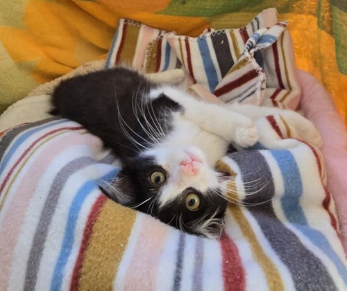ZZ EUNICE - Domestic Medium Hair available for adoption