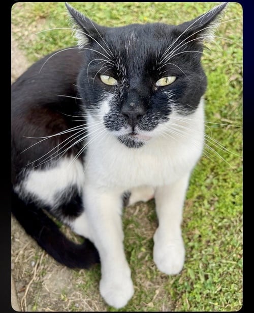 MR. MUSTACHE - Domestic Short Hair for adoption in Huntington Beach