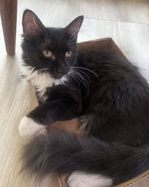 MOXIE - Domestic Medium Hair available for adoption