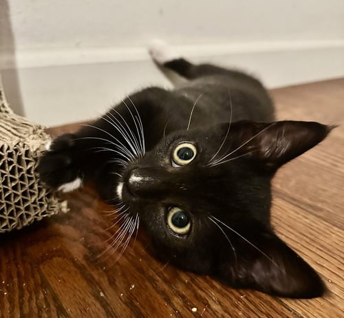 MAXWELL - Domestic Short Hair available for adoption
