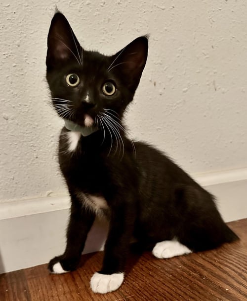 MAXWELL - Domestic Short Hair available for adoption