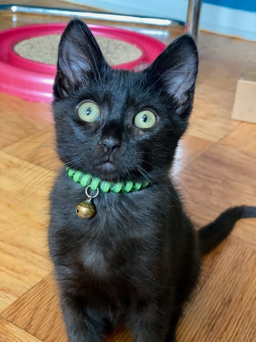 ELVIS - Domestic Short Hair available for adoption
