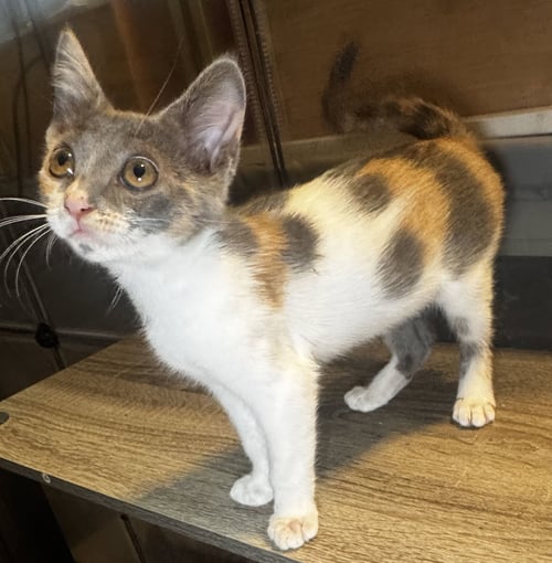 MAYHEM - Dilute Calico / Domestic Short Hair available for adoption