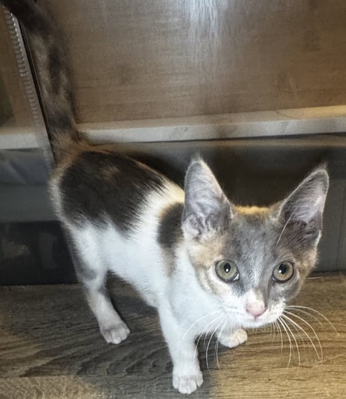 MAYHEM - Dilute Calico / Domestic Short Hair available for adoption