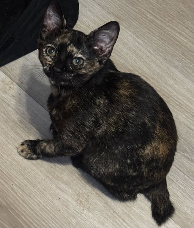 Brandy Image