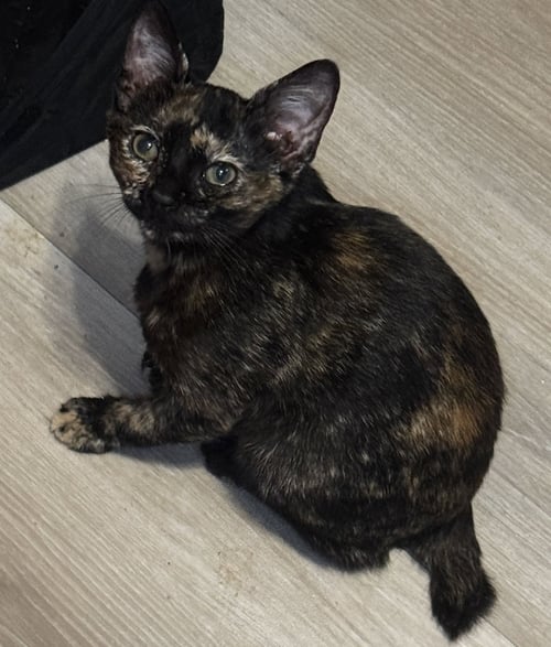 BRANDY - Tortoiseshell / Domestic Short Hair available for adoption