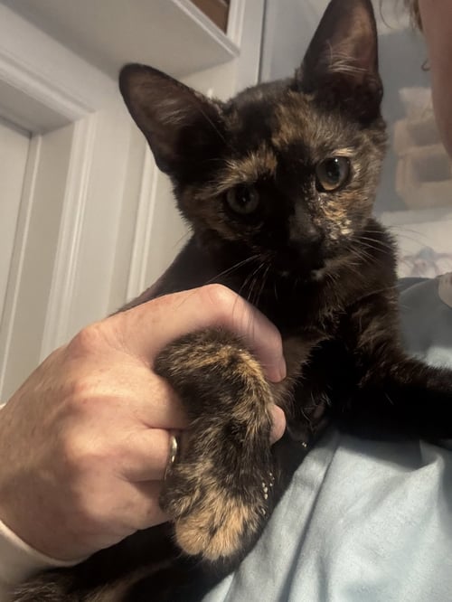 BRANDY - Tortoiseshell / Domestic Short Hair available for adoption
