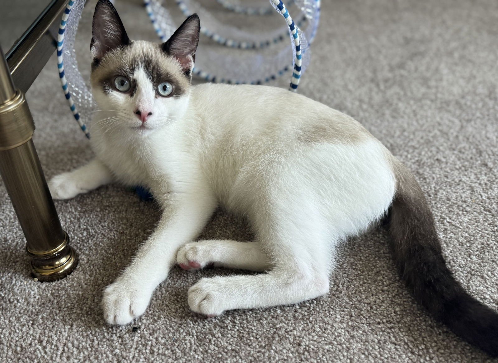 JOHNNY - Siamese / Domestic Short Hair available for adoption
