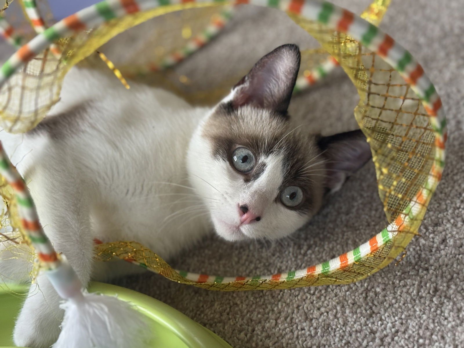 JOHNNY - Siamese / Domestic Short Hair available for adoption
