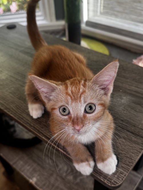 WILLIE - Domestic Short Hair available for adoption