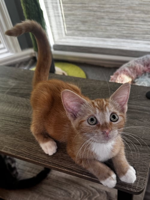 WILLIE - Domestic Short Hair available for adoption