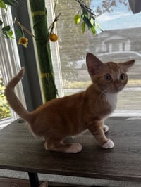 Willie - Photo 3