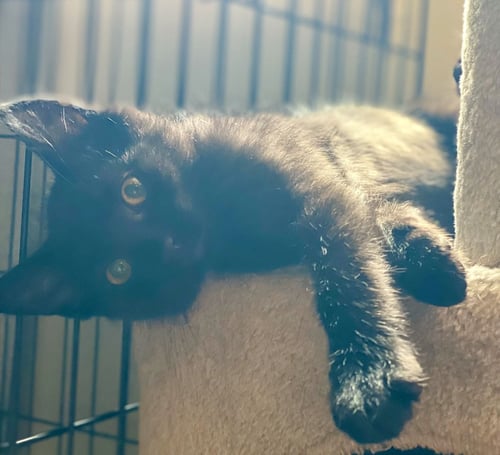 WAYLON - Domestic Short Hair available for adoption