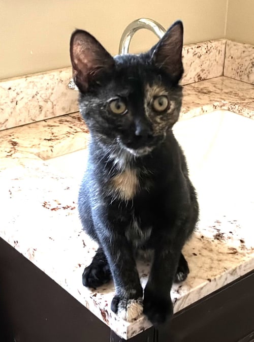 ZZ  MARBLE - Domestic Short Hair available for adoption