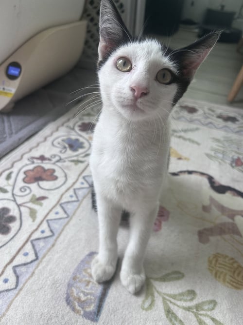 ZZ    MUFFINS - Domestic Short Hair available for adoption