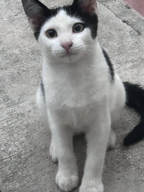 ZZ    MUFFINS - Domestic Short Hair available for adoption