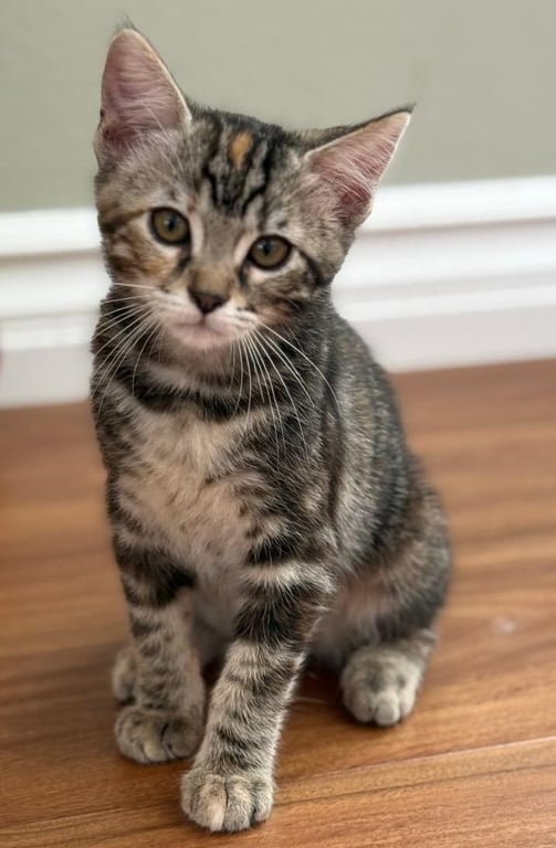 Allie Image