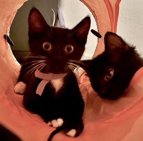 ELEANOR - Domestic Short Hair available for adoption