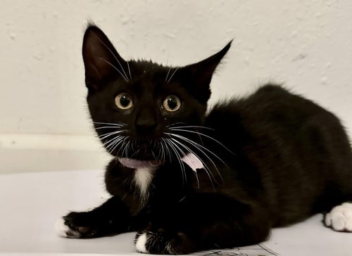 ELEANOR - Domestic Short Hair available for adoption