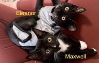 Eleanor - Photo 3
