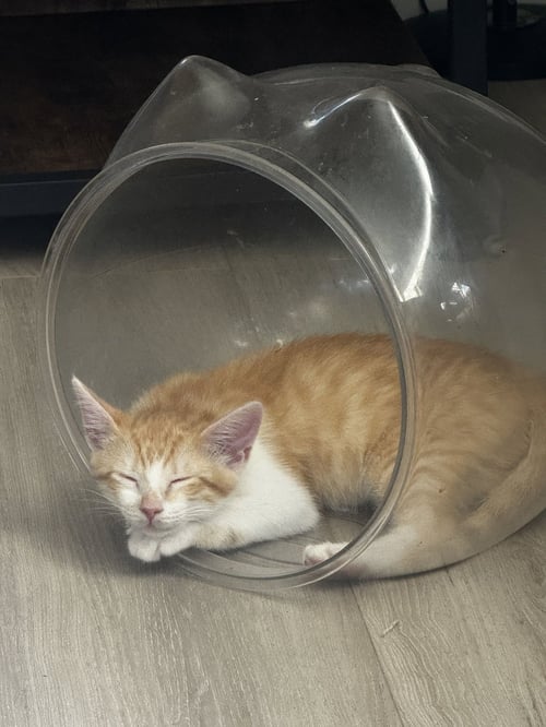 ZIGGY - Domestic Short Hair available for adoption