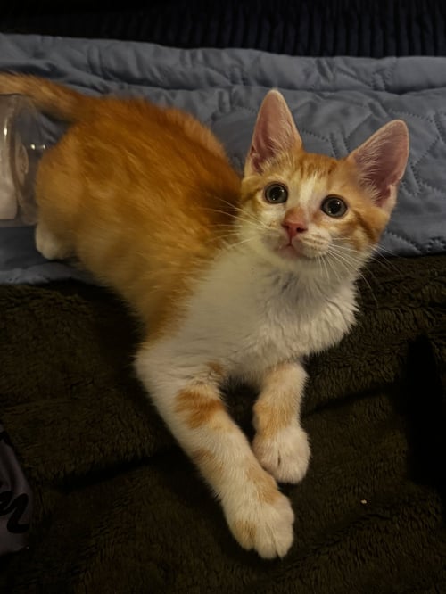 ZIGGY - Domestic Short Hair available for adoption
