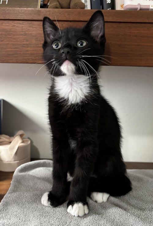 FRY - Domestic Short Hair available for adoption