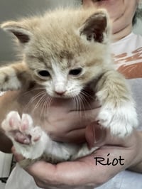Riot - Photo 1