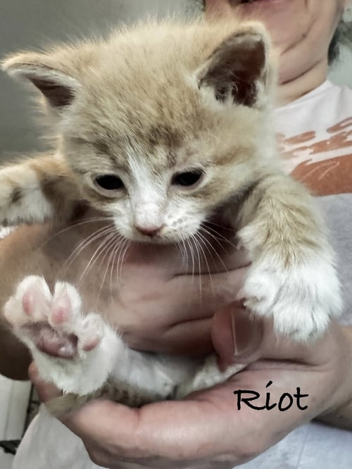 RIOT - Domestic Short Hair available for adoption