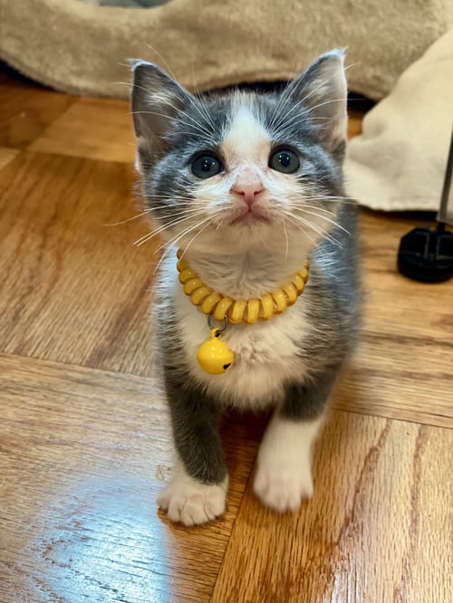 RILEY - Domestic Short Hair available for adoption