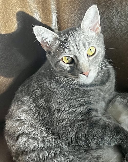 KYLO - Domestic Short Hair available for adoption