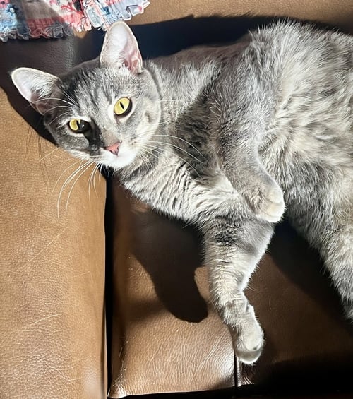 KYLO - Domestic Short Hair available for adoption