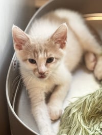 Ruckus - Photo 2