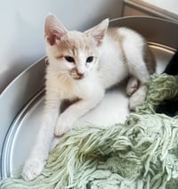 Ruckus - Photo 4