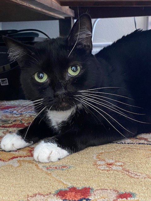 MEREDITH - Domestic Medium Hair available for adoption