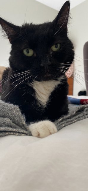 MEREDITH - Domestic Medium Hair available for adoption