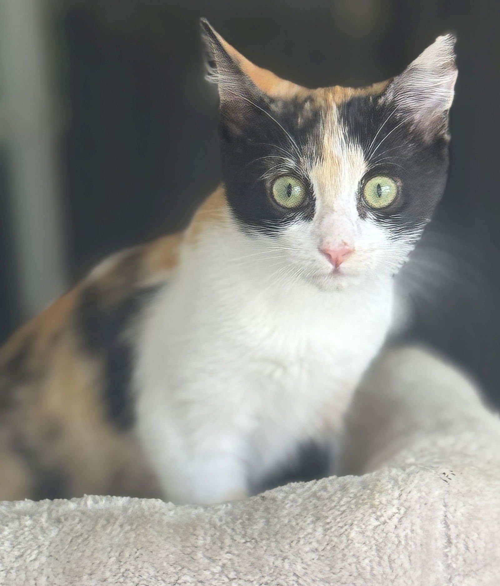 GINGERSNUGGLE - Domestic Short Hair available for adoption