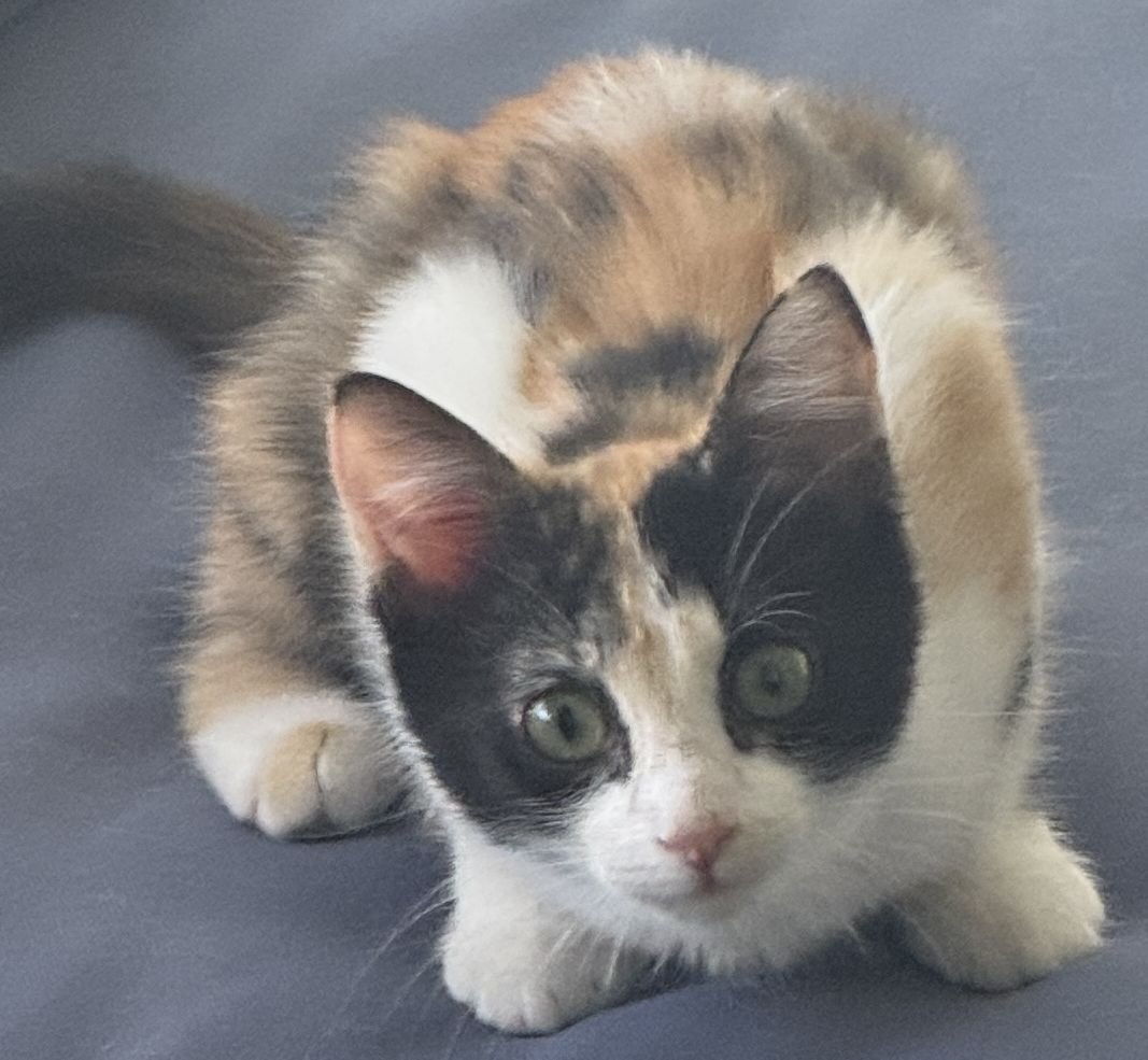 GINGERSNUGGLE - Domestic Short Hair available for adoption