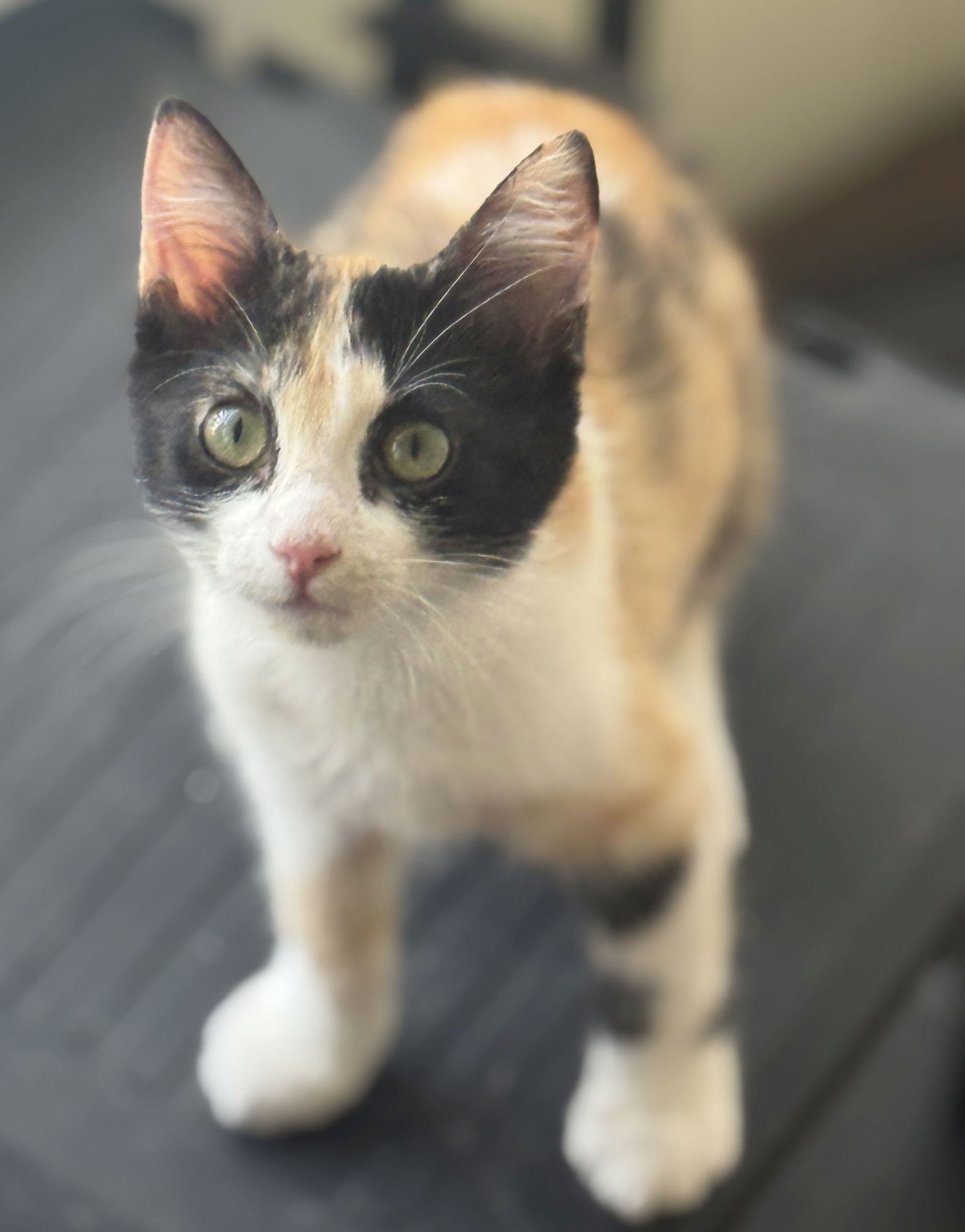 Gingersnuggle - Photo 4