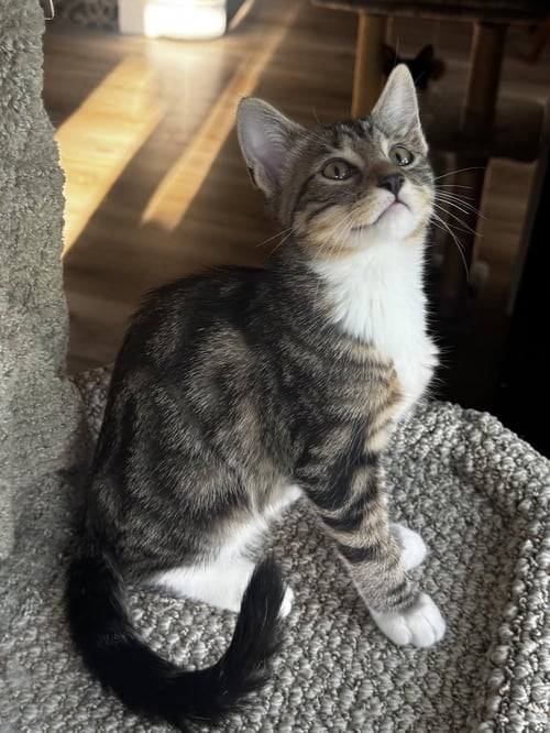 ARIEL - Domestic Short Hair available for adoption