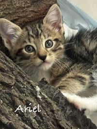 Ariel - Photo 2