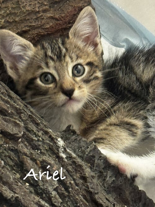 ARIEL - Domestic Short Hair available for adoption