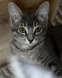 Iris - Photo 1