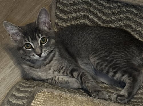 IRIS - Domestic Short Hair available for adoption