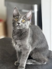 Petunia - Photo 2